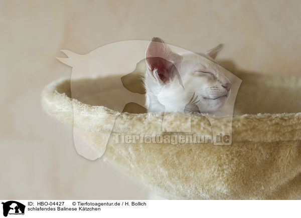 schlafendes Balinese Ktzchen / sleeping Balinese kitten / HBO-04427