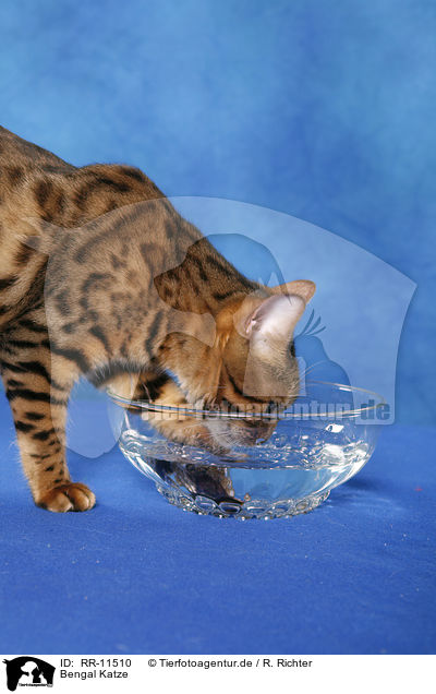 Bengal Katze / drinking Bengal cat / RR-11510
