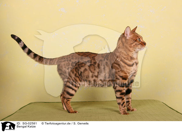Bengal Katze / SG-02581