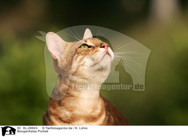 Bengal-Katze Portrait / Bengal cat Portrait / KL-06643