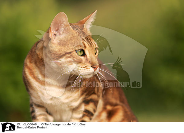 Bengal-Katze Portrait / Bengal cat Portrait / KL-06646