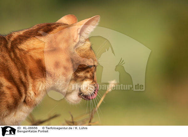 Bengal-Katze Portrait / Bengal cat Portrait / KL-06656