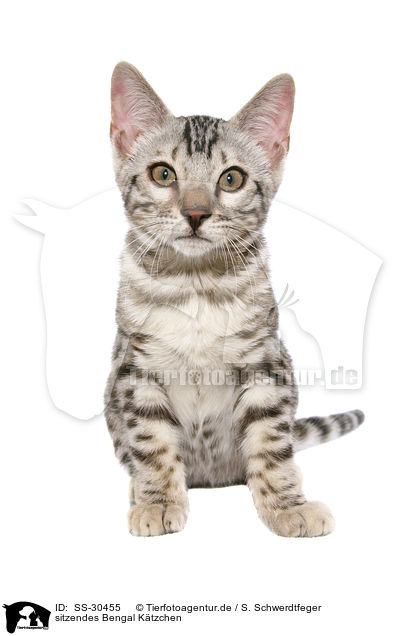 sitzendes Bengal Ktzchen / SS-30455