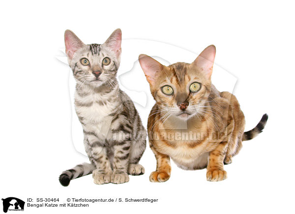 Bengal Katze mit Ktzchen / SS-30464