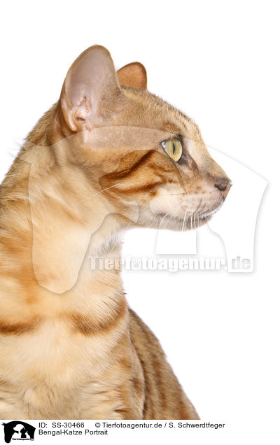 Bengal-Katze Portrait / SS-30466