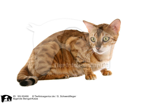 liegende Bengal-Katze / SS-30468