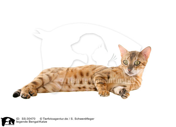 liegende Bengal-Katze / SS-30470