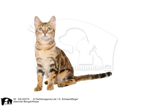 sitzende Bengal-Katze / SS-30474