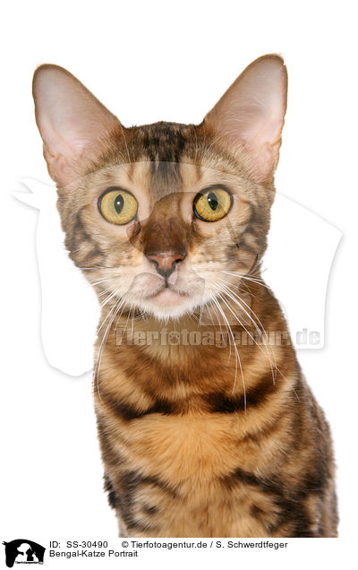 Bengal-Katze Portrait / Bengal cat portrait / SS-30490