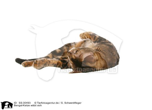 Bengal-Katze wlzt sich / rolling Bengal cat / SS-30493