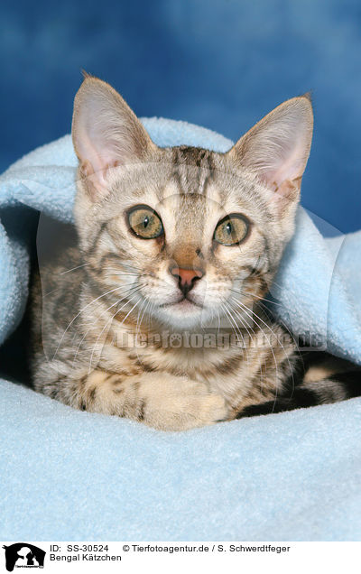 Bengal Ktzchen / Bengal kitten / SS-30524