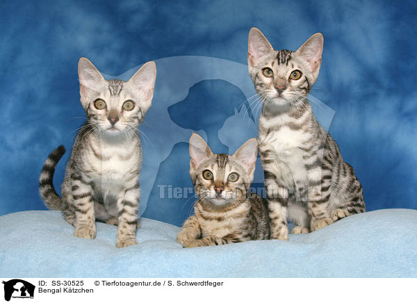 Bengal Ktzchen / Bengal kitten / SS-30525