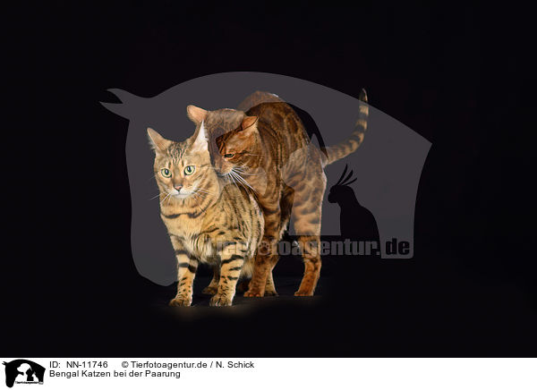 Bengal Katzen bei der Paarung / mating Bengal Cats / NN-11746