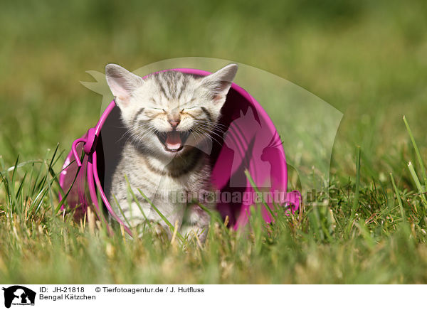 Bengal Ktzchen / Bengal Kitten / JH-21818