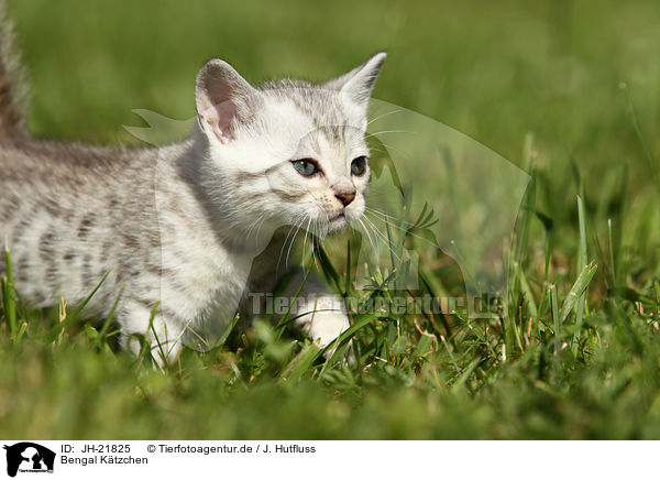 Bengal Ktzchen / Bengal Kitten / JH-21825