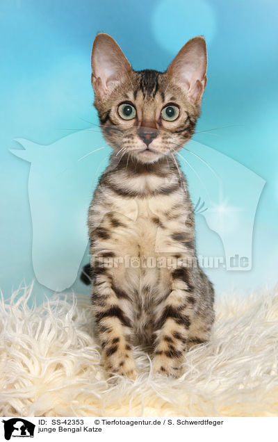 junge Bengal Katze / SS-42353