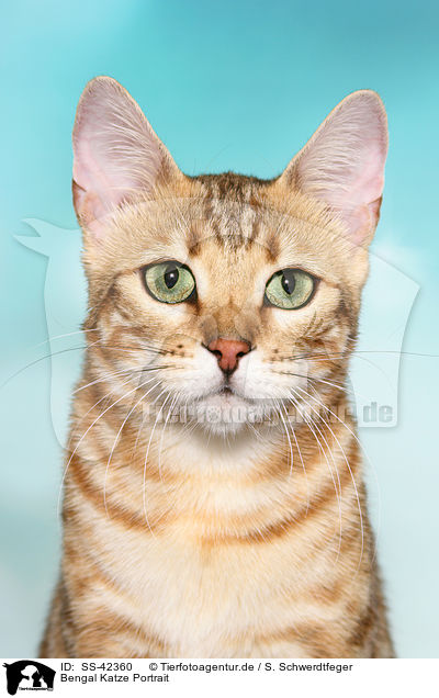 Bengal Katze Portrait / SS-42360
