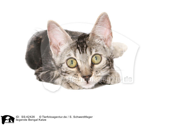liegende Bengal Katze / SS-42426