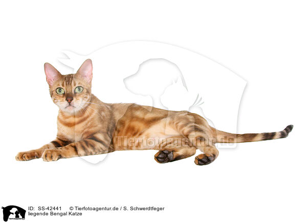 liegende Bengal Katze / SS-42441