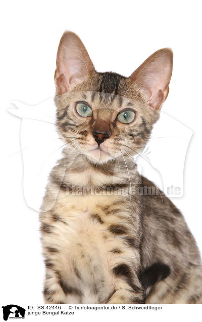 junge Bengal Katze / SS-42446