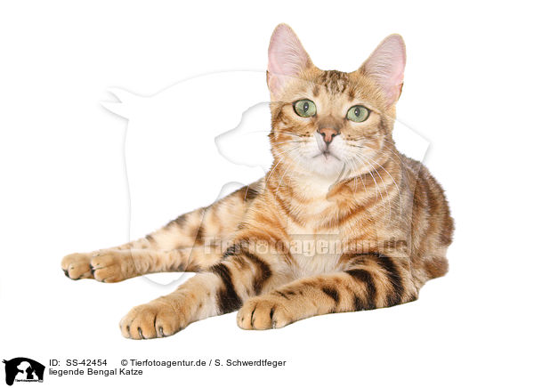 liegende Bengal Katze / SS-42454