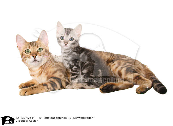 2 Bengal Katzen / SS-42511