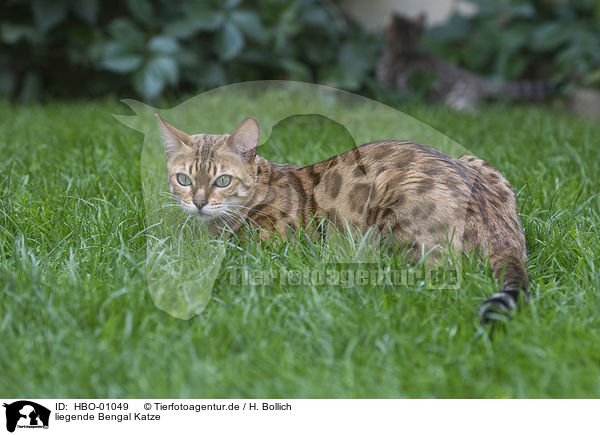 liegende Bengal Katze / HBO-01049