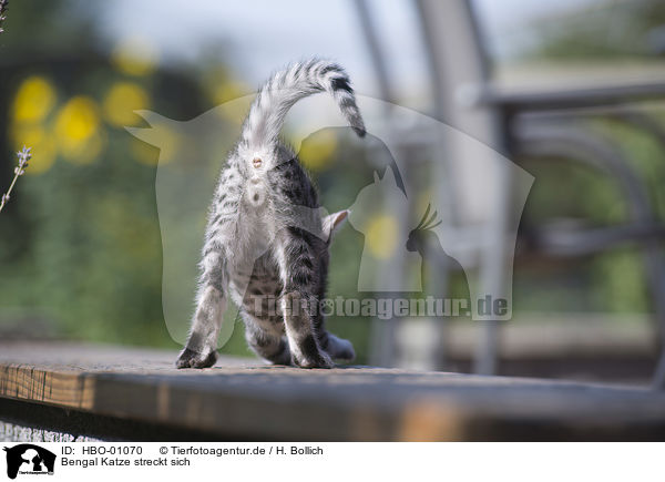 Bengal Katze streckt sich / HBO-01070