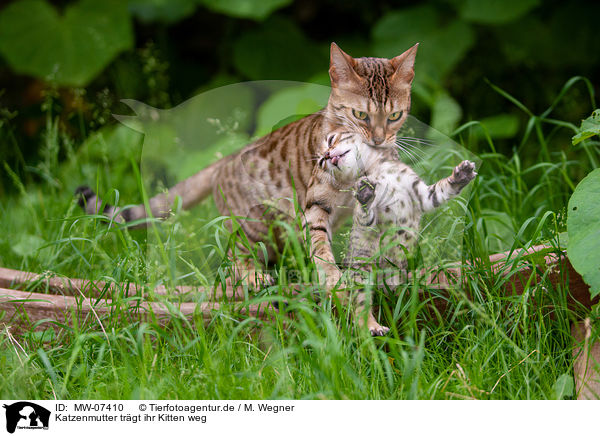 Katzenmutter trgt ihr Kitten weg / Cat mother carries her kitten away / MW-07410