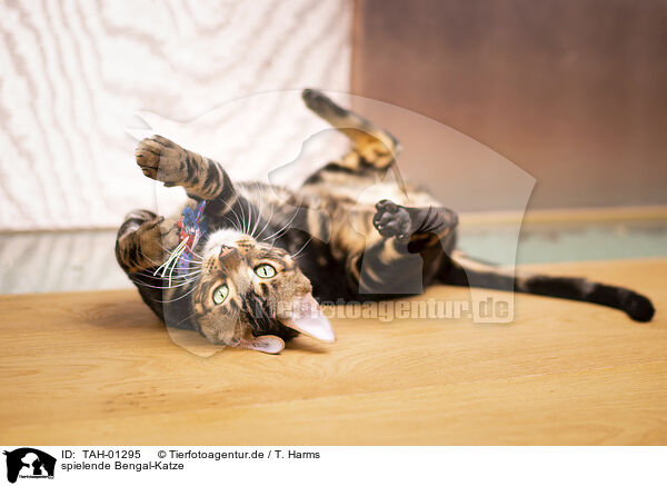 spielende Bengal-Katze / TAH-01295