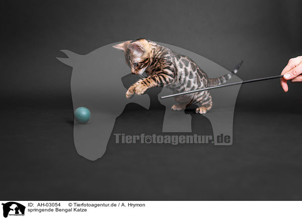 springende Bengal Katze / AH-03054
