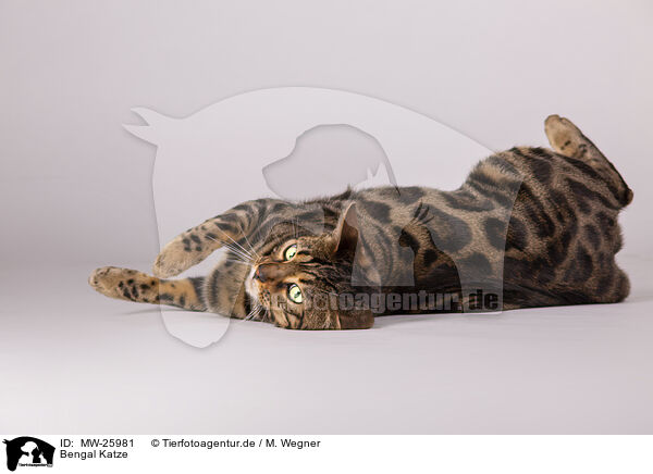 Bengal Katze / Bengal Cat / MW-25981
