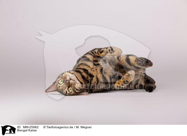 Bengal Katze / Bengal Cat / MW-25982