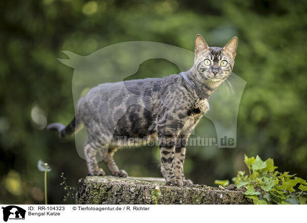 Bengal Katze / Bengal Cat / RR-104323