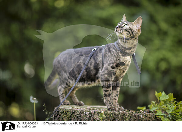 Bengal Katze / Bengal Cat / RR-104324
