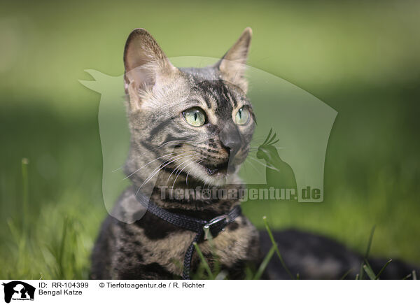 Bengal Katze / Bengal Cat / RR-104399