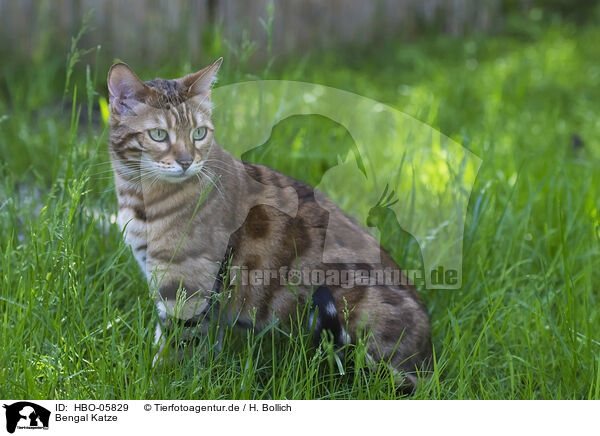 Bengal Katze / Bengal Cat / HBO-05829