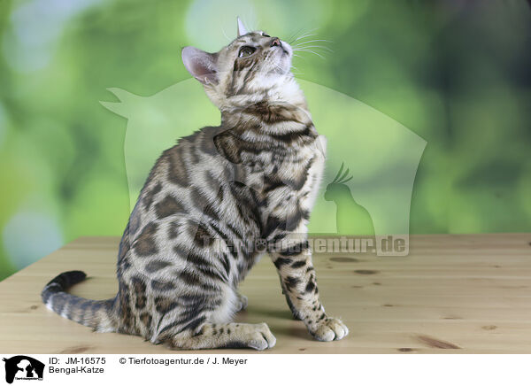 Bengal-Katze / Bengal cat / JM-16575