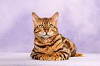 liegende Bengal-Katze