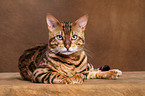 liegende Bengal-Katze