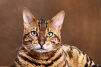 Bengal-Katze Portrait