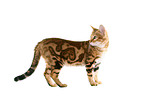 stehende Bengal-Katze