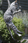 springende Bengal Katze