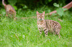 Bengal Katze