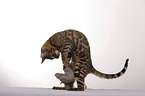 spielende Bengal-Katze