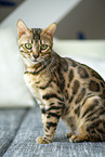 Bengal Katze