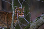 Bengale im Wald