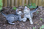 Bengal-Katze Ktzchen