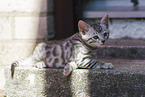 Bengal-Katze Ktzchen