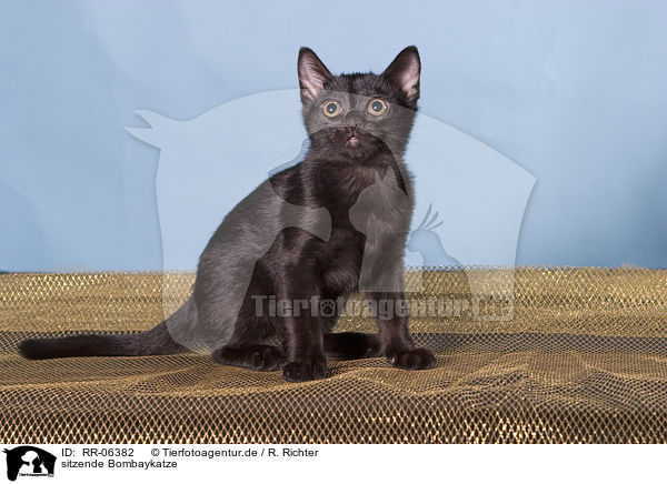 sitzende Bombaykatze / sitting black asian / RR-06382